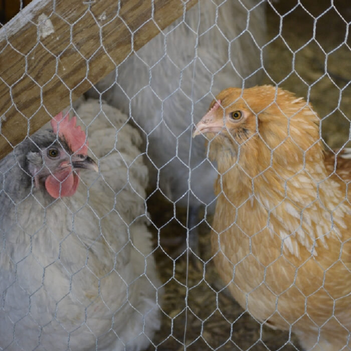 Chicken Wire